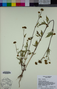 Bidens frondosa image