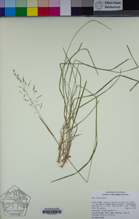 Poa compressa image