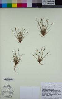 Lipocarpha aristulata image