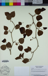 Smilax rotundifolia image