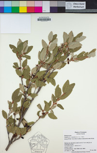 Shepherdia canadensis image