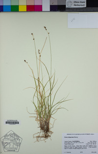 Carex disperma image