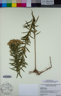 Image of Solidago tortifolia