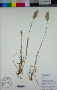 Bromus hordeaceus image