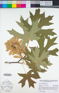 Acer macrophyllum image