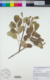 Fraxinus dipetala image