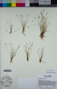 Isolepis setacea image