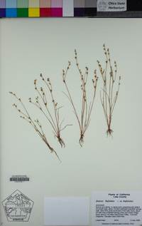 Juncus bufonius image