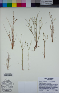 Juncus bufonius image