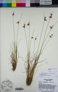 Juncus occidentalis image