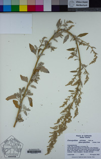 Chenopodium strictum image