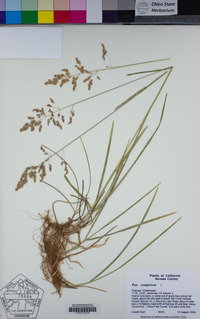 Poa compressa image