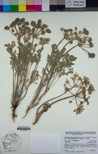 Lomatium dasycarpum image