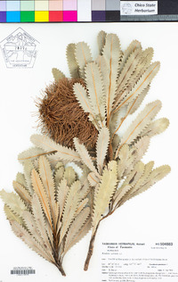 Image of Banksia serrata