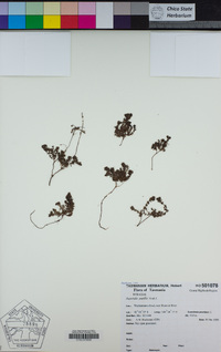 Image of Asperula pusilla