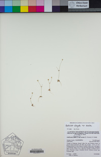 Androsace elongata subsp. acuta image