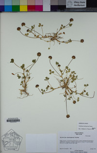 Trifolium barbigerum image