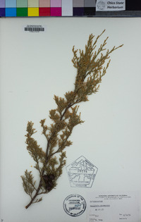 Image of Callitris canescens