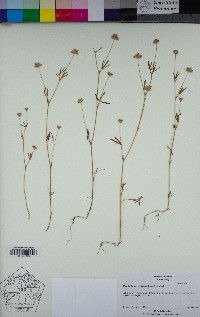 Trifolium oliganthum image