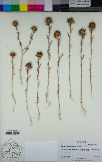 Navarretia pubescens image