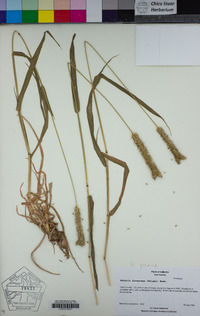 Setaria pumila image