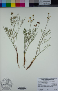 Lomatium caruifolium var. denticulatum image