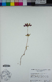 Collinsia heterophylla image