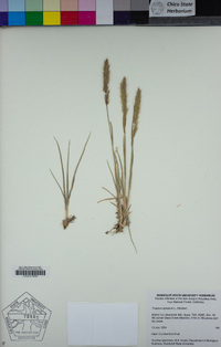 Trisetum spicatum image