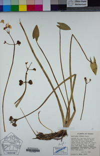 Sagittaria cuneata image