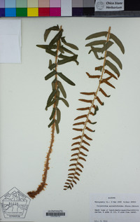 Polystichum acrostichoides image