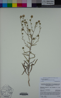Hemizonia congesta subsp. clevelandii image