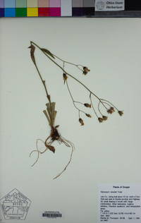 Hieracium scouleri image