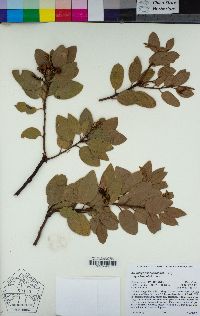 Arctostaphylos manzanita image