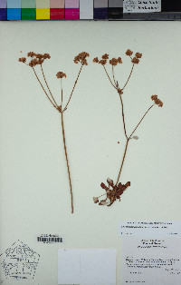 Eriogonum nudum var. nudum image