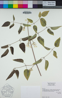 Clematis vitalba image