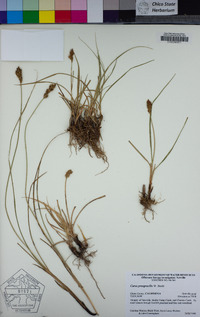 Carex praegracilis image