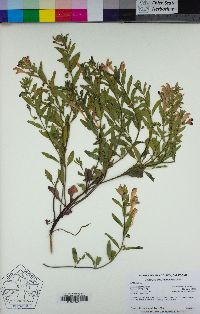 Scutellaria siphocampyloides image