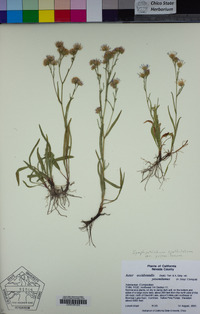 Symphyotrichum spathulatum image