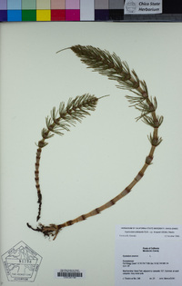 Equisetum telmateia image