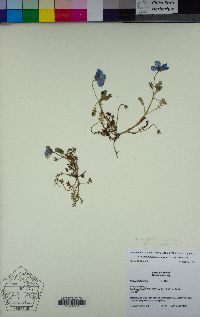 Nemophila menziesii var. menziesii image