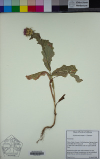 Silybum marianum image