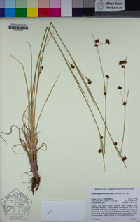 Rhynchospora capitellata image