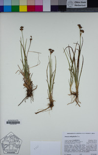 Juncus orthophyllus image