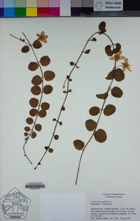 Lysimachia nummularia image