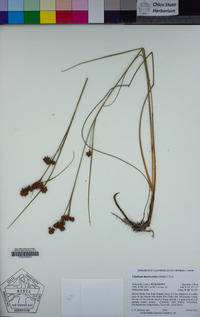 Image of Cladium mariscoides