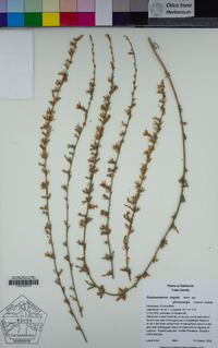 Stephanomeria virgata image