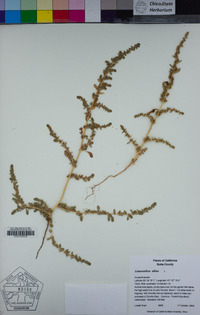 Amaranthus albus image