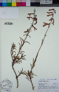 Penstemon rostriflorus image