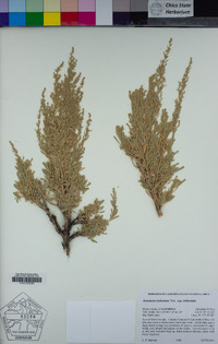 Artemisia tridentata subsp. tridentata image