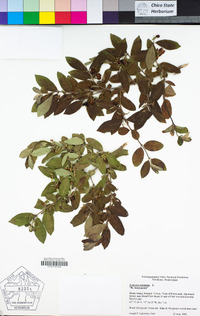 Lonicera xylosteum image